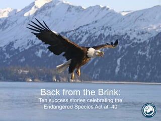 Back from the Brink:
Ten success stories celebrating the
Endangered Species Act at 40

 