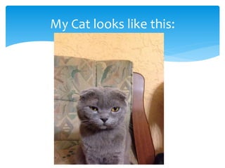 My Cat looks like this: