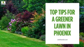 Top Tips for a Greener Lawn in Phoenix - Custom Weed & Pest Control