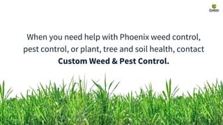 Top Tips for a Greener Lawn in Phoenix - Custom Weed & Pest Control | PPTX