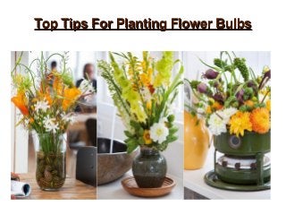 Top Tips For Planting Flower BulbsTop Tips For Planting Flower Bulbs
 