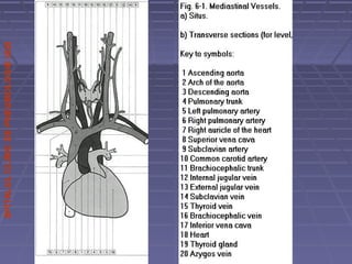 SPITALULCLINICDEPNEUMOLOGIEIASI
 