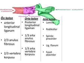 Ön kolon         Orta kolon     Arka kolon
• anterior     • Posterior      • Lamina
                 longitudinal
  longitudinal   ligaman        • Pediküller
  liganam
               • 1/3 arka       • Spinöz
                 anulus           procesler
• 2/3 anulus     fibrosus
  fibrosus                      • Lig. flavum
              • 1/3 arka
                vertebra        • Faset
• 2/3 vertebra korpusu            eklemler
  korpusu
 