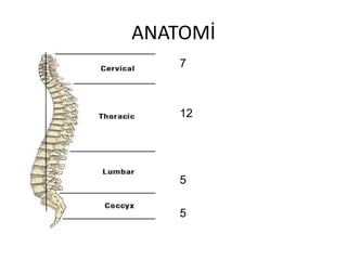 ANATOMİ
    7



    12




    5

    5
 