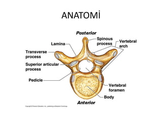 ANATOMİ
 