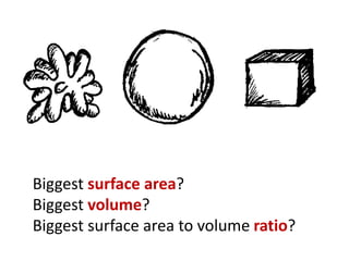 Biggest surface area? Biggest volume? Biggest surface area to volume ratio? 