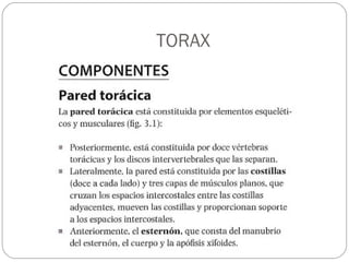 TORAX
 