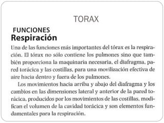 TORAX
 