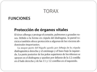 TORAX
 