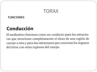 TORAX
 