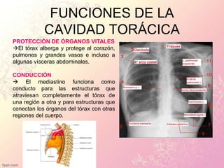 FUNCIONES DE LA
CAVIDAD TORÁCICA
PROTECCIÓN DE ÓRGANOS VITALES
El tórax alberga y protege al corazón,
pulmones y grandes vasos e incluso a
algunas vísceras abdominales.
CONDUCCIÓN
El mediastino funciona como
conducto para las estructuras que
atraviesan completamente el tórax de
una región a otra y para estructuras que
conectan los órganos del tórax con otras
regiones del cuerpo.