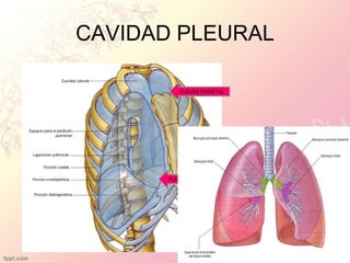 CAVIDAD PLEURAL
PLEURA PARIETAL
PLEURA VISCERAL