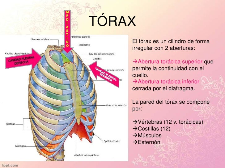 La tabla del rasgo de la estructura y la función de los departamentos del esqueleto de los pájaros s