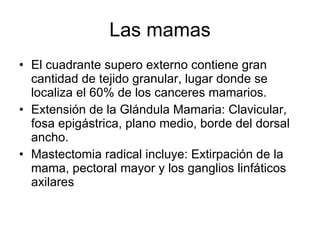 Las mamas El cuadrante supero externo contiene gran cantidad de tejido granular, lugar donde se localiza el 60% de los canceres mamarios. Extensión de la Glándula Mamaria: Clavicular, fosa epigástrica, plano medio, borde del dorsal ancho. Mastectomia radical incluye: Extirpación de la mama, pectoral mayor y los ganglios linfáticos axilares 