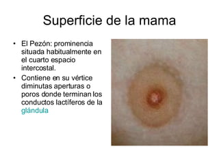 Superficie de la mama El Pezón: prominencia situada habitualmente en el cuarto espacio intercostal. Contiene en su vértice diminutas aperturas o poros donde terminan los conductos lactíferos de la  glándula 
