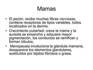 Mamas El pezón, recibe muchas fibras nerviosas, contiene receptores de tipos variables, todos localizados en la dermis. Crecimiento pubertad: crece la mama y la aureola se ensancha y adquiere mayor pigmentación, los conductos se ramifican y forman lóbulos,  Menopausia involuciona la glándula mamaria, desaparece los elementos glandulares, sustituidos por tejidos fibrosos o grasa. 