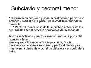Subclavio y pectoral menor  * Subclavio es pequeño y pasa lateralmente a partir de la anterior y medial de la parte I de la costilla inferior de la clavícula;       * Pectoral menor pasa de la superficie anterior de las costillas III a V del proceso coracoides de la escápula.  Ambos subclavios y pectoral menor tirar de la punta del hombro inferior.  Una capa continua de la fascia profunda, fascia clavipectoral, encierra subclavio y pectoral menor y se inserta en la clavícula y por al de debajo en el suelo de la axila.  