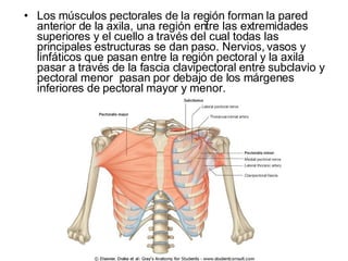 Los músculos pectorales de la región forman la pared anterior de la axila, una región entre las extremidades superiores y el cuello a través del cual todas las principales estructuras se dan paso. Nervios, vasos y linfáticos que pasan entre la región pectoral y la axila pasar a través de la fascia clavipectoral entre subclavio y pectoral menor  pasan por debajo de los márgenes inferiores de pectoral mayor y menor.  