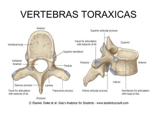 VERTEBRAS TORAXICAS 