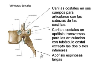 Carillas costales en sus cuerpos para articularse con las cabezas de las costillas. Carillas costales en apófisis transversas para las articulación con tubérculo costal excepto las dos o tres inferiores Apófisis espinosas largas Vértebras dorsales 