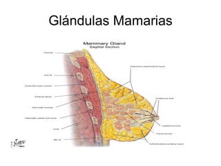 Glándulas Mamarias 