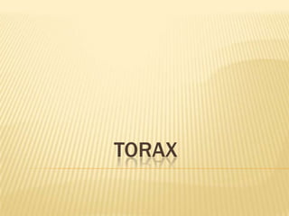 TORAX

 