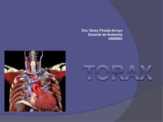 Dra: Deisy Pineda Arroyo
Docente de Anatomía
UNISINÚ
 