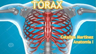 Torax Simple Torax - Anatomía de tórax | PPTX