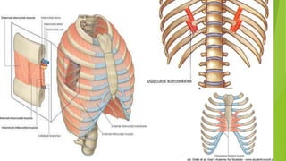 Torax Simple Torax - Anatomía de tórax | PPTX