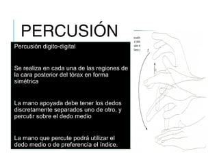 PERCUSIÓN
Percusión digito-digital
Se realiza en cada una de las regiones de
la cara posterior del tórax en forma
simétrica
La mano apoyada debe tener los dedos
discretamente separados uno de otro, y
percutir sobre el dedo medio
La mano que percute podrá utilizar el
dedo medio o de preferencia el índice.
 