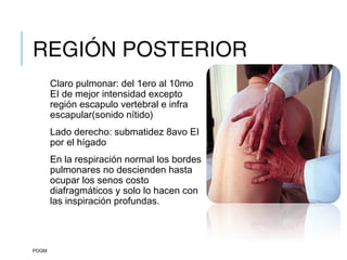 REGIÓN POSTERIOR
Claro pulmonar: del 1ero al 10mo
EI de mejor intensidad excepto
región escapulo vertebral e infra
escapular(sonido nítido)
Lado derecho: submatidez 8avo EI
por el hígado
En la respiración normal los bordes
pulmonares no descienden hasta
ocupar los senos costo
diafragmáticos y solo lo hacen con
las inspiración profundas.
PDGM
 