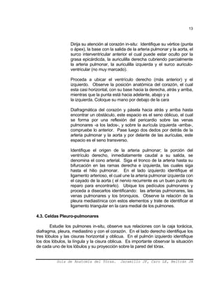 13
Dirija su atención al corazón in-situ: Identifique su vértice (punta
o ápex), la base con la salida de la arteria pulmonar y la aorta, el
surco interventricular anterior el cual puede estar oculto por la
grasa epicárdicda, la auriculilla derecha cubriendo parcialmente
la arteria pulmonar, la auriculilla izquierda y el surco auriculo-
ventricular (no muy marcado).
Proceda a ubicar el ventrículo derecho (más anterior) y el
izquierdo. Observe la posición anatómica del corazón, el cual
esta casi horizontal, con su base hacia la derecha, atrás y arriba,
mientras que la punta está hacia adelante, abajo y a
la izquierda. Coloque su mano por debajo de la cara
Diafragmática del corazón y pásela hacia atrás y arriba hasta
encontrar un obstáculo, este espacio es el seno oblicuo, el cual
se forma por una reflexión del pericardio sobre las venas
pulmonares -a los lados-, y sobre la aurícula izquierda -arriba-,
compruebe lo anterior. Pase luego dos dedos por detrás de la
arteria pulmonar y la aorta y por delante de las aurículas, este
espacio es el seno transverso.
Identifique el origen de la arteria pulmonar; la porción del
ventrículo derecho, inmediatamente caudal a su salida, se
denomina el cono arterial. Siga el tronco de la arteria hasta su
bifurcación en las ramas derecha e izquierda, las cuales siga
hasta el hilio pulmonar. En el lado izquierdo identifique el
ligamento arterioso, el cual une la arteria pulmonar izquierda con
el cayado de la aorta ( el nervio recurrente es un buen punto de
reparo para encontrarlo). Ubique los pedículos pulmonares y
proceda a disecarlos identificando: las arterias pulmonares, las
venas pulmonares y los bronquios. Observe la relación de la
pleura mediastínica con estos elementos y trate de identificar el
ligamento triangular en la cara medial de los pulmones.
4.3. Celdas Pleuro-pulmonares
Estudie los pulmones in-situ, observe sus relaciones con la caja torácica,
diafragma, pleura, mediastino y con el corazón. En el lado derecho identifique los
tres lóbulos y las cisuras horizontal y oblicua. En el pulmón izquierdo identifique
los dos lóbulos, la língula y la cisura oblicua. Es importante observar la situación
de cada uno de los lóbulos y su proyección sobre la pared del tórax.
Guía de Anatomía del Tórax. Jaramillo JF, Caro LE, Beltrán JA
 