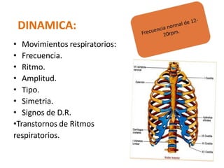 DINAMICA:
• Movimientos respiratorios:
• Frecuencia.
• Ritmo.
• Amplitud.
• Tipo.
• Simetria.
• Signos de D.R.
•Transtornos de Ritmos
respiratorios.
 