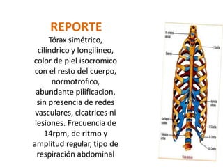 REPORTE
Tórax simétrico,
cilíndrico y longilineo,
color de piel isocromico
con el resto del cuerpo,
normotrofico,
abundante pilificacion,
sin presencia de redes
vasculares, cicatrices ni
lesiones. Frecuencia de
14rpm, de ritmo y
amplitud regular, tipo de
respiración abdominal
 