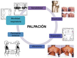 Sensibilidad
Elasticidad
Expansión
Vibraciones
Perimetría
torácica
Movilidad
respiratoria
PALPACIÓN
 