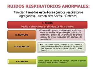 1. SECOS
Debido a alteraciones en el calibre de los bronquios.
• Es un ruido grave y continuo que predomina
en la espiración. Se produce por obstrucción
(estenosis) parcial de un bronquio de grueso
calibre. Se oyen ronquidos por acumulo de
secreciones.
A. RONCUS
• Es un ruido agudo, similar a un silbido y
predomina netamente en la espiración. Se produce
por estenosis de un bronquio de pequeño calibre
(asma)
B. SIBILANCIAS
C. CORNEAJE
Sonido grave se origina en laringe, tráquea o grandes
bronquios, no se modifica con la tos
También llamados estertores (ruidos respiratorios
agregados). Pueden ser: Secos, Húmedos.
 