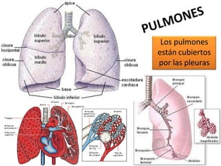 Los pulmones
están cubiertos
por las pleuras
 