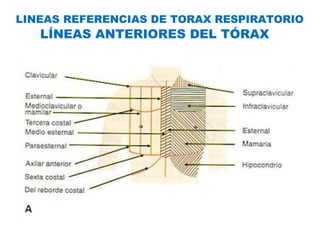 LINEAS REFERENCIAS DE TORAX RESPIRATORIO
LÍNEAS ANTERIORES DEL TÓRAX
 