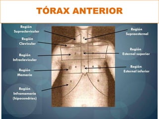 TÓRAX ANTERIOR
 
