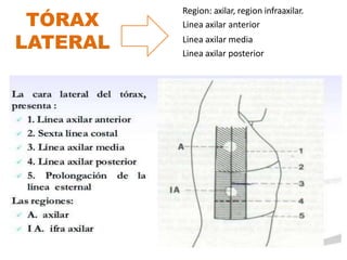 TÓRAX
LATERAL
Region: axilar, region infraaxilar.
Linea axilar anterior
Linea axilar media
Linea axilar posterior
 