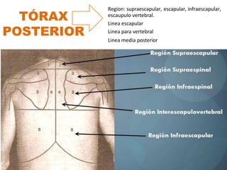 TÓRAX
POSTERIOR
Region: supraescapular, escapular, infraescapular,
escaupulo vertebral.
Linea escapular
Linea para vertebral
Linea media posterior
 