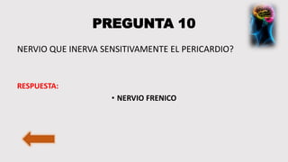 PREGUNTA 10
NERVIO QUE INERVA SENSITIVAMENTE EL PERICARDIO?
RESPUESTA:
• NERVIO FRENICO
 