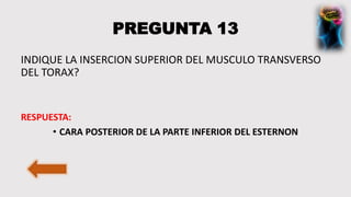 PREGUNTA 13
INDIQUE LA INSERCION SUPERIOR DEL MUSCULO TRANSVERSO
DEL TORAX?
RESPUESTA:
• CARA POSTERIOR DE LA PARTE INFERIOR DEL ESTERNON
 