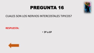 PREGUNTA 16
CUALES SON LOS NERVIOS INTERCOSTALES TIPICOS?
RESPUESTA:
• 3º a 6º
 
