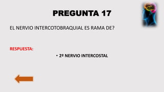 PREGUNTA 17
EL NERVIO INTERCOTOBRAQUIAL ES RAMA DE?
RESPUESTA:
• 2º NERVIO INTERCOSTAL
 