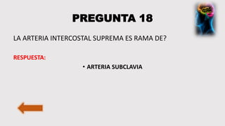 PREGUNTA 18
LA ARTERIA INTERCOSTAL SUPREMA ES RAMA DE?
RESPUESTA:
• ARTERIA SUBCLAVIA
 
