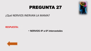 PREGUNTA 27
¿Qué NERVIOS INERVAN LA MAMA?
RESPUESTA:
• NERVIOS 4º a 6º intercostales
 