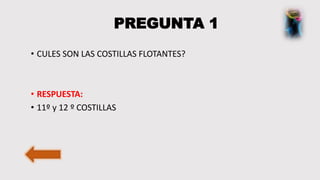 PREGUNTA 1
• CULES SON LAS COSTILLAS FLOTANTES?
• RESPUESTA:
• 11º y 12 º COSTILLAS
 
