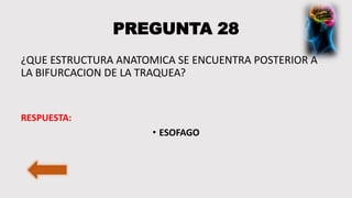 PREGUNTA 28
¿QUE ESTRUCTURA ANATOMICA SE ENCUENTRA POSTERIOR A
LA BIFURCACION DE LA TRAQUEA?
RESPUESTA:
• ESOFAGO
 