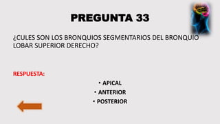 PREGUNTA 33
¿CULES SON LOS BRONQUIOS SEGMENTARIOS DEL BRONQUIO
LOBAR SUPERIOR DERECHO?
RESPUESTA:
• APICAL
• ANTERIOR
• POSTERIOR
 